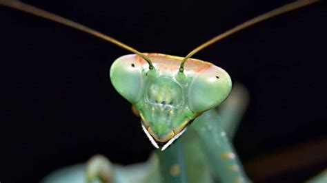 A Complete Guide To Praying Mantis Heat Lamps Babe Of Bugs