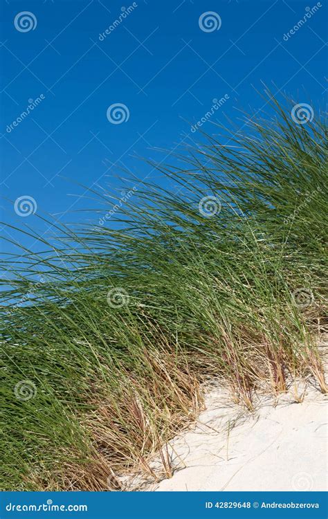 Sand Dunes With Tall Grass And Blue Sky Luskentyre Beach Isle Of
