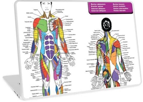 Female Muscle Diagram Anatomy Chart Laptop Skin By Superfitstuff