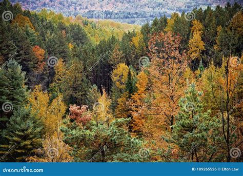 Aerial View Of A Colourful Forest In Autumn With Multicoloured Orange