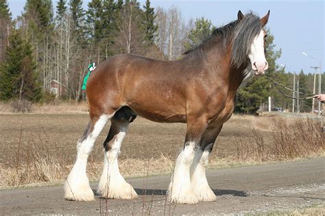 Clydesdale Horse Breed Information History Videos Pictures