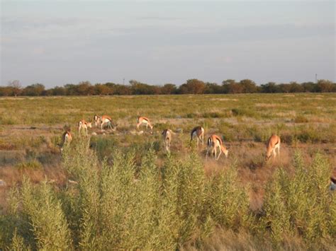 Etosha National Park Part 1 Morning Miles To The Wild