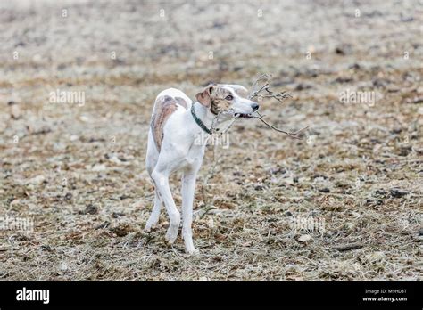 Lurcher Dog Out On A Walk In The Countryside Uk Stock Photo Alamy