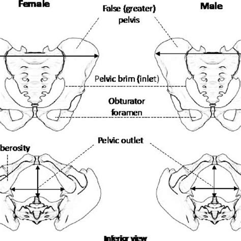 Male And Female Pelvis Differences