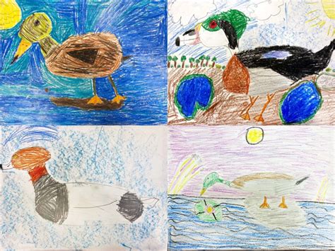 Draw A Duck Contest Deadline 4 10 20 — California Waterfowl