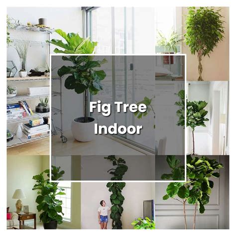 How To Grow Fig Tree Indoor Plant Care And Tips Norwichgardener