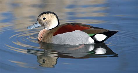 Ringed Teal Connecticuts Beardsley Zoo