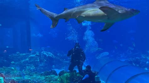 Shark Encounter Full Tour Above And Through Seaworld Orlando Youtube
