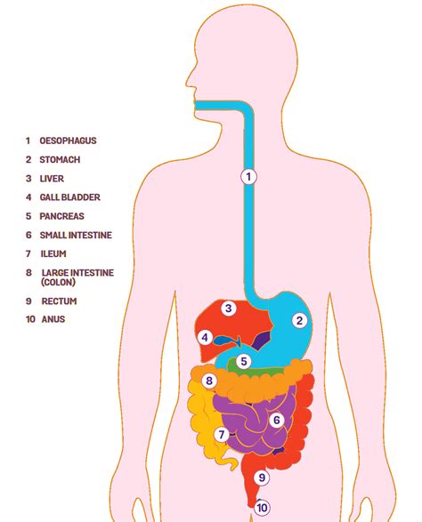 Diagram Of The Human Body And Its Organs Including The Digest Area