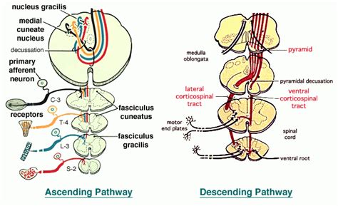The Spinal Cord Facts Anatomy Functions And Overview