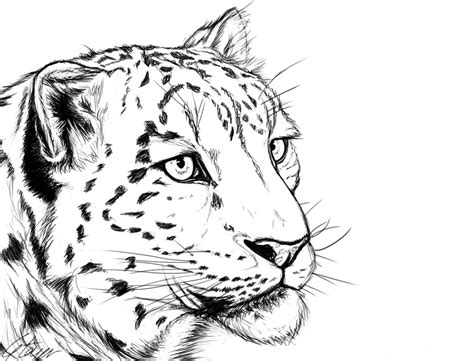 Leopard Drawing At Getdrawings Free Download