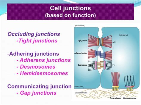 Tight Junctions Desmosomes Gap Junctions