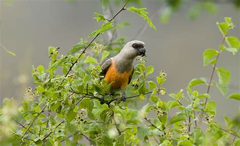 Red Bellied Parrot Full Profile History And Care