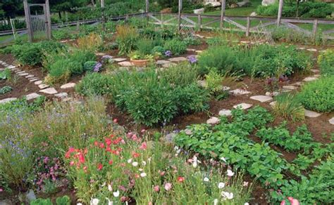 15 great herbs to start from seed. Who says a kitchen garden can't be beautiful? - FineGardening