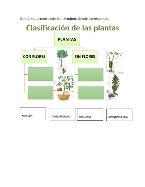 Actividad interactiva de Clasificaciòn de las plantas Clasificación