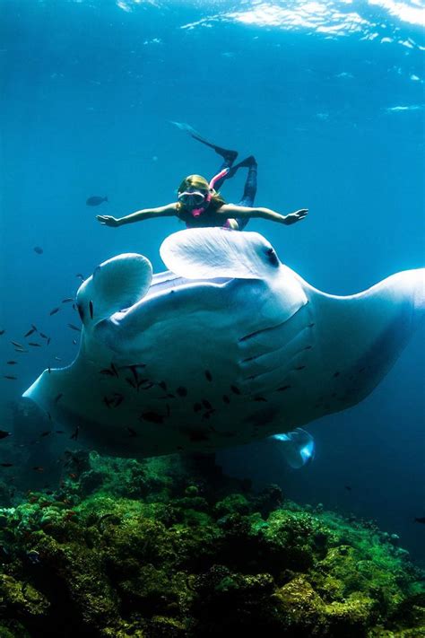 Adventurer Swims With Giant Manta Rays At Night Alam