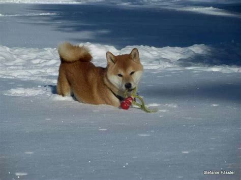 Playtime In The Snow Shiba Inu Dogs Corgi