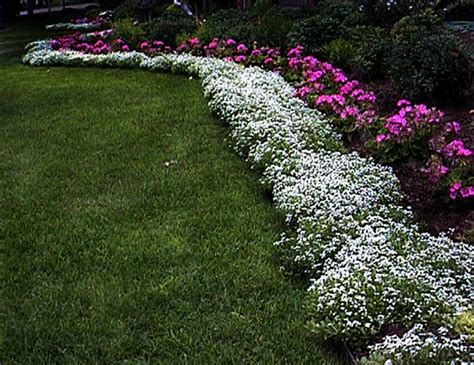 Perennial front of border plants can soften border edges with flowers that spill out onto garden paths or lawns. Perennial Border Edging Plants | plant used all along the ...