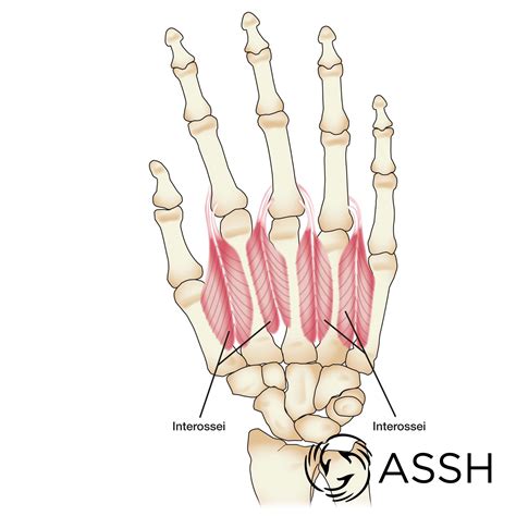 hand muscle anatomy maneus