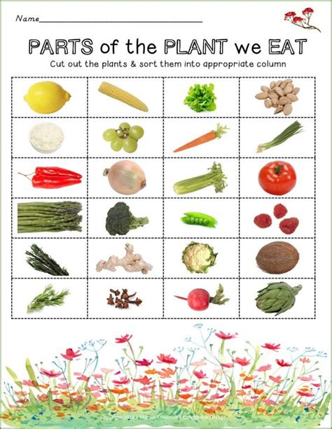 Parts Of The Plants We Eat Plant Lessons Plant Study