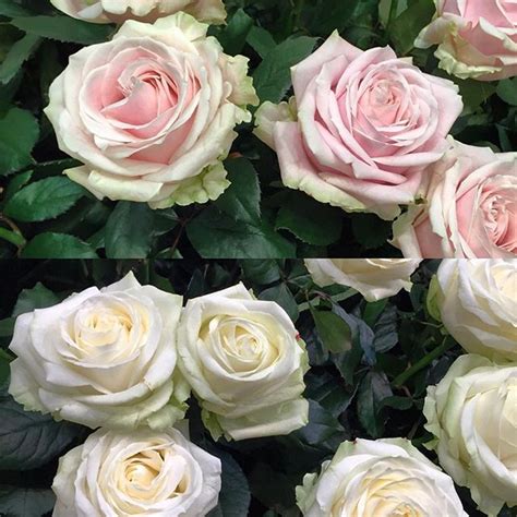 Roses Sweet Avalanche And Avalanche White Are Two Great Locally Grown