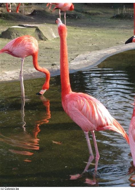 It's more than just a gentlemen's club, it's a place where singles and couples come to have fun and let loose. Foto flamingo. Gratis foto's om te printen - afb 7854.