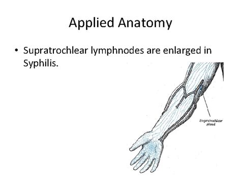 Venous Drainage And Lymphatics Of The Upper Limb