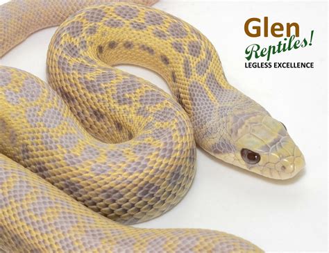 Envy Snow Annectens Klumpers Albino And Anery Genes Gopher Snake By