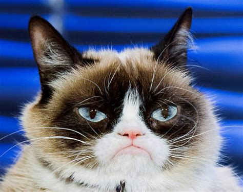 Grumpy Cat Najpopularniejszy Kot Z Instagrama Vivapl