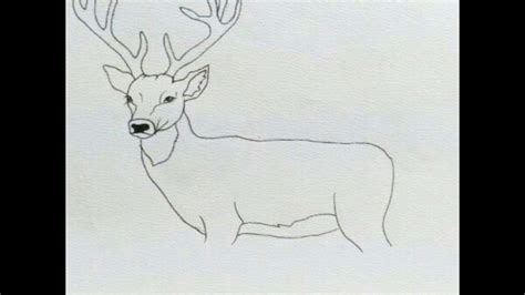How To Draw A White Tailed Deer For Kids How To Draw Deer Drawing