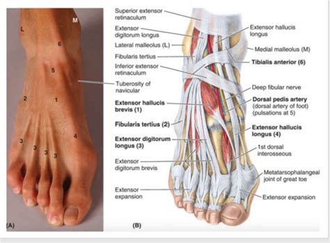 Surface Anatomy Of Ankle And Foot Flashcards Quizlet