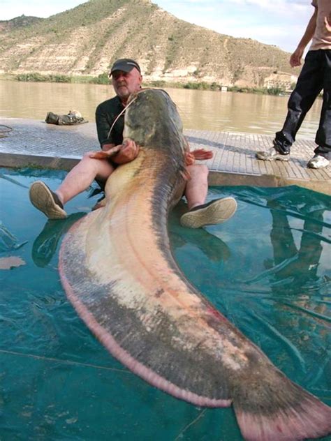 Massive Albino Catfish Landed In Spain Mens Journal