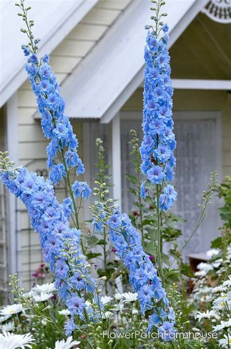 How To Grow Delphiniums In Your Garden Delphinium Flowers Flower