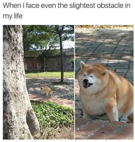 38 Funny Doggo Memes That Will Get Your Tail Wagging Cutesypooh