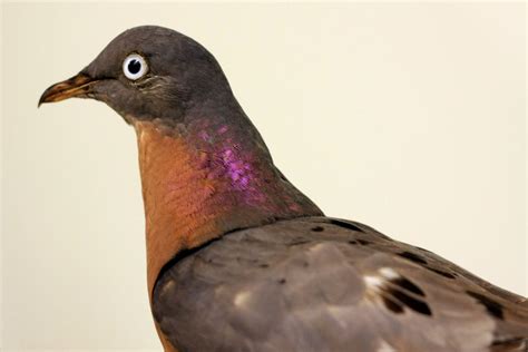 100 Years Ago The Very Last Passenger Pigeon Died Vox