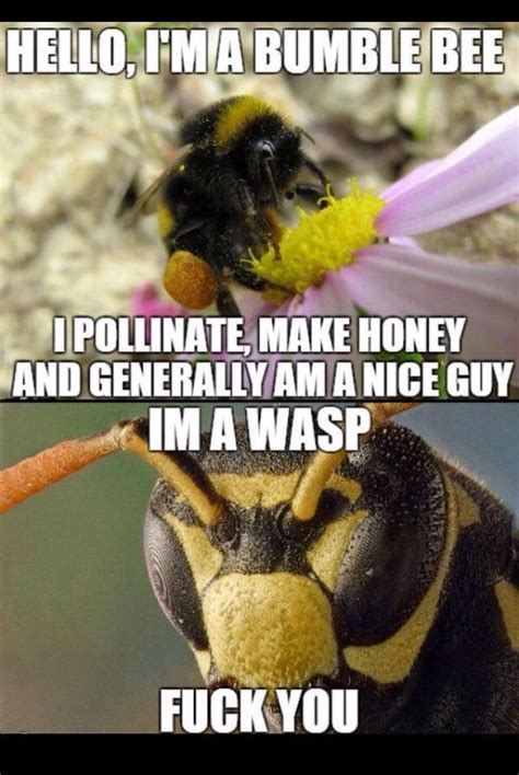 Wasp Vs Bee Funny Memes Funny Pictures Bee