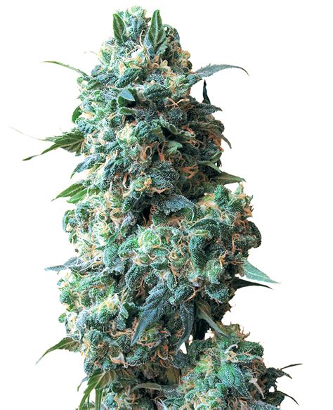 Afghan Kush Regular Seeds By White Label Sensi Seeds Uk