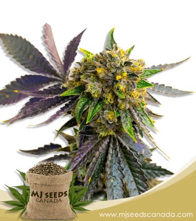 Cement Shoes Feminized Marijuana Seeds | Marijuana Seeds Canada