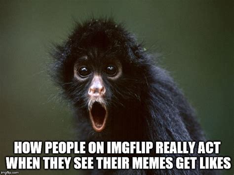 Surprised Monkey Imgflip