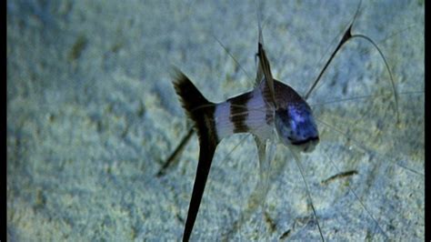 Bbc One The Blue Planet The Deep Deep Seabed