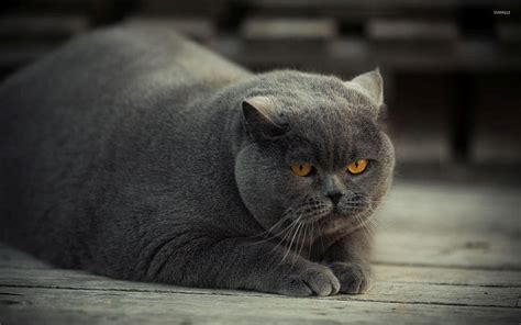 Gray Fat Cat With Yellow Eyes Hd Wallpaper Pxfuel