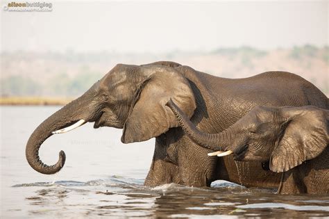 Chobe Elephants Alison Buttigieg Wildlife Photography