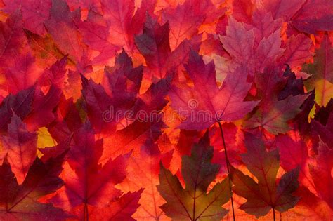 Red Maple Leaves Fall Color Background Stock Image Image Of Foliage