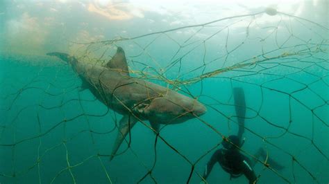 New Report Reveals Us Fisheries Killing Thousands Of Protected And