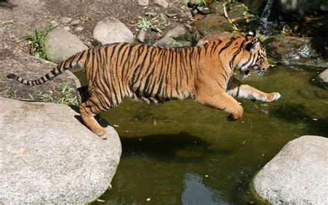 Tiger Predators Tiger Facts And Information