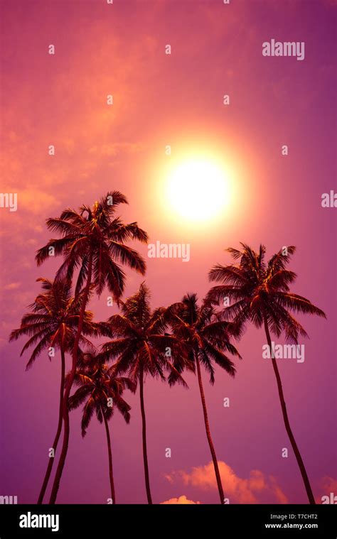 Tropical Sunset Palm Trees At Vivid Beach Sunset With Colorful Sky And