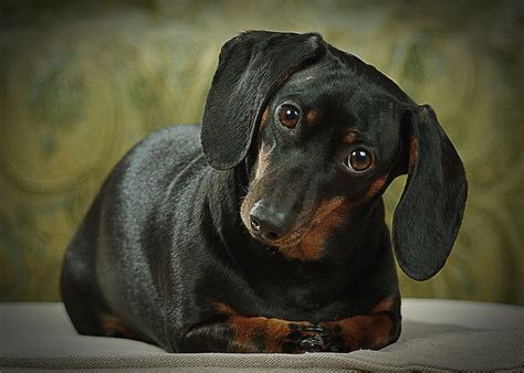 I Heart Dachshunds Andall Dogs Cute Puppies Dogs And Puppies Cute