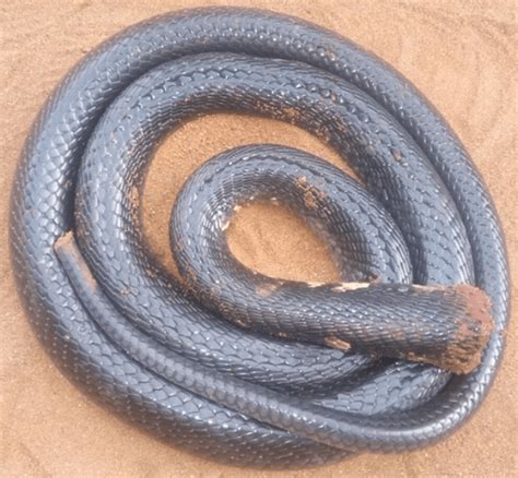 Arr = {90, 80, 70, 80, 90} output: Pythons Invasion Reported At Kogi State University..2 Huge Snakes Killed Days Apart..Photos