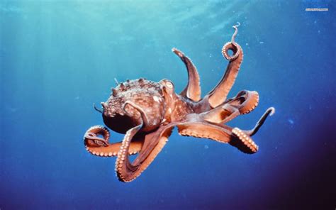 Octopus Hd Wallpapers Earth Blog