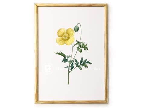 Vintage Botanical Print Yellow Flower Vintage Flower Etsy